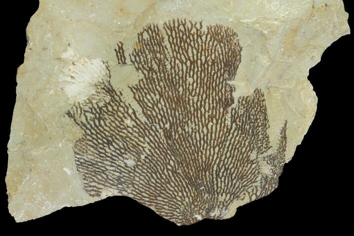 Ordovician Graptolite (Dictyonema) - Fillmore Formation, Utah #95475